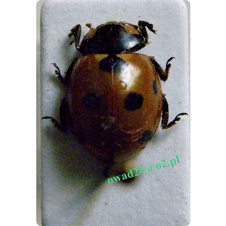 Coccinella septempunctata Linnaeus, 1758 Biedronka siedmiokropka